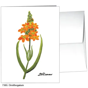 Ornithogalum, Greeting Card (7385)