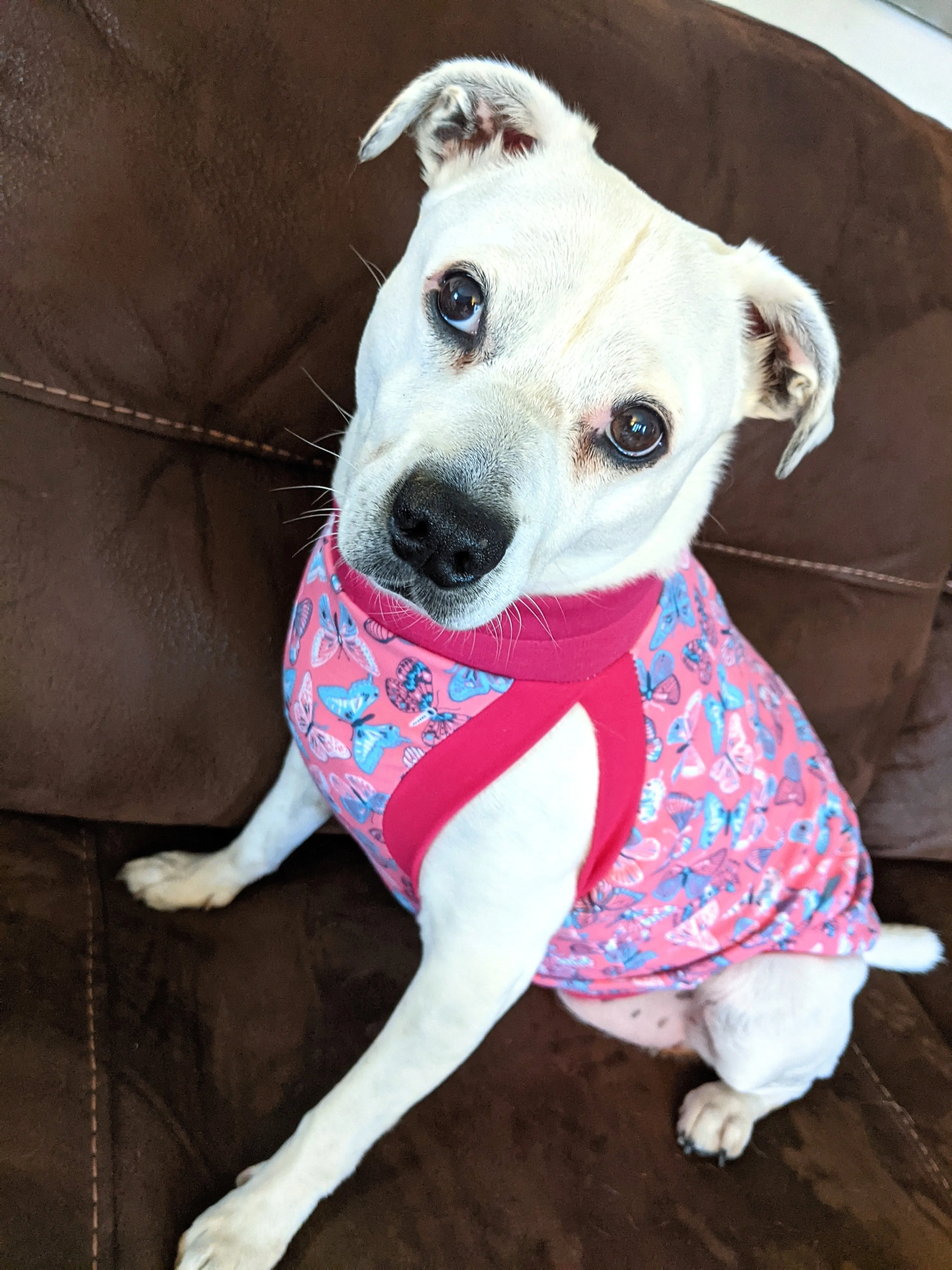 The Graceful Butterfly Dog Pajama